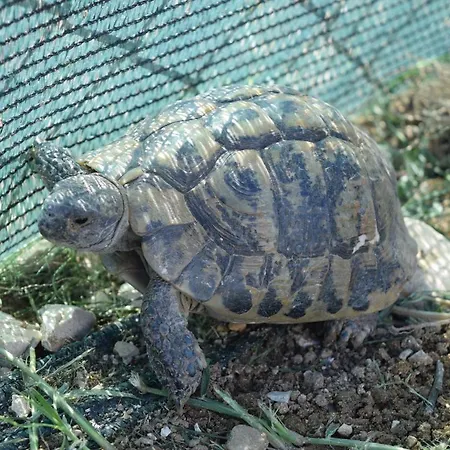 Savrsen Odmor U Grijanom Bazenu Ville Ivone Вілла