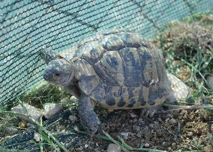 Savrsen Odmor U Ivona Villa